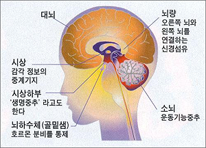 시상 뇌 모델